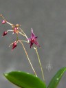 Lepanthopsis astrophora flower buds and leaves, miniature orchid species, grown indoors in San Francisco, California