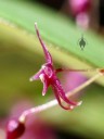 Lepanthopsis astrophora flower close up, side view of flower, miniature orchid species, grown indoors in San Francisco, California