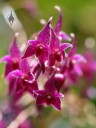 Lepanthopsis astrophora, miniature orchid species, grown indoors in San Francisco, California