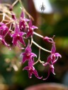 Lepanthopsis astrophora flowers, miniature orchid species, grown indoors in San Francisco, California