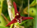 Maxillariella tenuifolia, aka Maxillaria tenuifolia, aka Coconut Orchid, fragrant orchid species, red white and yellow flower, Pana'ewa Rainforest Zoo, Hilo, Hawaii