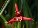 Maxillariella tenuifolia, aka Maxillaria tenuifolia, aka Coconut Orchid, fragrant orchid species, red white and yellow flower, grown in San Francisco, California