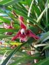 Maxillariella tenuifolia, aka Maxillaria tenuifolia, aka Coconut Orchid, fragrant orchid species, red white and yellow flowers and leaves, grown in San Francisco, California