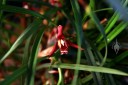Maxillariella tenuifolia, aka Maxillaria tenuifolia, aka Coconut Orchid, fragrant orchid species, red white and yellow flower, long narrow leaves, grown in San Francisco, California