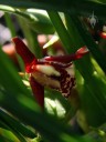 Maxillariella tenuifolia, aka Maxillaria tenuifolia, aka Coconut Orchid, fragrant orchid species, red white and yellow flower, grown in San Francisco, California