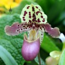 Paphiopedilum, Lady Slipper flower, Orchids in the Park 2013, Golden Gate Park, San Francisco, California