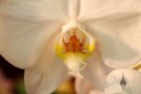 Phalaenopsis flower close up, white Moth Orchid, Orchids in the Park 2013, Golden Gate Park, San Francisco, California