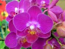 Phalaenopsis Sogo Berry 'KHM 1219', Moth __orchid hybrid, Orchids in the Park 2013, Golden Gate Park, San Francisco, California