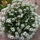 Sweet Alyssum, Lobularia maritima, growing outdoors in Pacifica, California