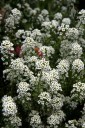 Sweet Alyssum, Lobularia maritima