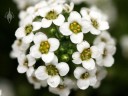 Sweet Alyssum flowers close up, Lobularia maritima