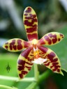 Phalaenopsis Mambo, Moth Orchid hybrid, Orchids in the Park 2014, San Francisco, California
