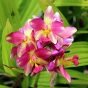 Spathoglottis flowers, pink and yellow orchid hybrid, Foster Botanical Garden, Honolulu, Hawaii