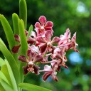 Vanda orchid flowers and leaves, Foster Botanical Garden, Honolulu, Hawaii