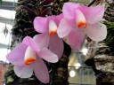 Dendrobium cuthbertsonii agathodaemonis type, miniature orchid species, pink white and orange flowers, Orchids in the Park 2015, Golden Gate Park, San Francisco, California