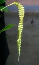 Dendrochilum magnum, orchid species, long chain of small greenish white flowers, Orchids in the Park 2010, San Francisco, California