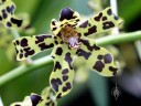Grammatophyllum scriptum, orchid species, Bell Orchid, Princess of Wales Conservatory, Kew Gardens, London, UK