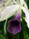 Laeliocattleya flower, orchid hybrid, purple and white flower, Orchids in the Park 2010, San Francisco, California