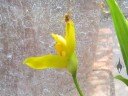 Lycaste x groganii, natural orchid hybrid, yellow flower side view, at the Chelsea Physic Garden, London, UK