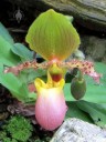 Paphiopedilum orchid, pink yellow and green Lady Slipper flower, Princess of Wales Conservatory, Royal Botanic Gardens Kew, London, UK