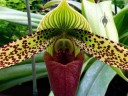 Paphiopedilum sukhakulii alba 'Holy Moley' x 'Tamien', Lady Slipper orchid species, red green and white flower, Orchids in the Park 2015, Golden Gate Park, San Francisco, California