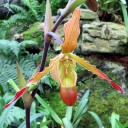 Phragmipedium orchid, red and yellow Lady Slipper flower, Princess of Wales Conservatory, Royal Botanic Gardens Kew, London, UK