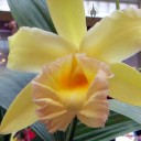 Sobralia xantholeuca, orchid species, yellow and light pink flower, Orchids in the Park 2015, Golden Gate Park, San Francisco, California