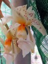 Stanhopea oculata 'Aurea', orchid species in bloom at the Chelsea Physic Garden, London, UK