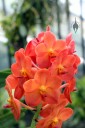 Vanda orchid flowers, Princess of Wales Conservatory, Kew Gardens, London, UK