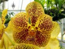 Vanda orchid, yellow flower with dark red spots, Princess of Wales Conservatory, Royal Botanic Gardens Kew, London, UK