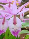 Barkeria spectabilis, orchid species, white and purple flower, Orchids in the Park, Golden Gate Park, San Francisco, California