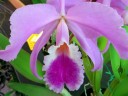 Cattleya gaskelliana, orchid species, purple and white flower, Orchids in the Park, Golden Gate Park, San Francisco, California