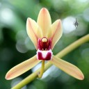 Cymbidium finlaysonianum, orchid species, Palm House, Kew Gardens, London, UK