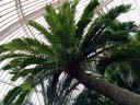 Encephalartos altensteinii, cycad species, maybe the oldest potted plant in the world at the Palm House, arrived at Kew Gardens in 1775, London, UK