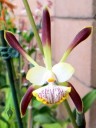 Epidendrum alatum, orchid species, white yellow light-green reddish-purplish flower, Orchids in the Park, Golden Gate Park, San Francisco, California