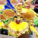 Gomesa gardneri, aka Oncidium gardneri, orchid species, yellow brown and dark purple flower, Orchids in the Park, Golden Gate Park, San Francisco, California