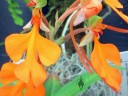 Habenaria rhodocheila orange form, orchid species, orange flowers, Orchids in the Park, Golden Gate Park, San Francisco, California