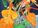 Habenaria rhodocheila orange form, orchid species, orange flowers, Orchids in the Park, Golden Gate Park, San Francisco, California