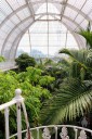 Palm House view of large tropical plants from upper walkway, glasshouse, Kew Gardens, London, UK