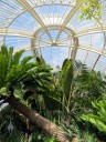 Palm House, view of large tropical plants inside glasshouse, Kew Gardens, London, UK