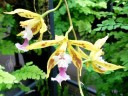 Oncidium walllisii, aka Odontoglossum wallisii, orchid species, yellow brown white and purple flowers, Orchids in the Park, Golden Gate Park, San Francisco, California