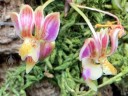 Phalaenopsis minus, miniature orchid species, pink yellow and white flowers, Orchids in the Park, Golden Gate Park, San Francisco, California