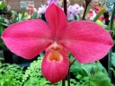 Phragmipedium kovachii hybrid, large pink Lady Slipper flower, Orchids in the Park, Golden Gate Park, San Francisco, California