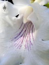 Close up of purple vein pattern on Warczewiczella amazonica, aka Cochleanthes amazonica, orchid species with white and purple flowers, grown indoors in Pacifica, California