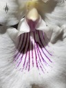 Close up of Warczewiczella amazonica, aka Cochleanthes amazonica, orchid species with white and purple flowers, grown indoors in Pacifica, California