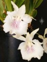 Warczewiczella amazonica, aka Cochleanthes amazonica, orchid species with white and purple flowers, grown indoors in Pacifica, California