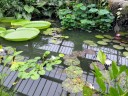 Water lilies with a reflection of the glasshouse roof in the water, Tropical Rainforest Zone, Princess of Wales Conservatory at Kew Gardens, London, UK