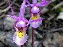Calypso bulbosa, Fairy Slipper, miniature orchid species, growing wild in Southwestern Colorado
