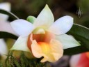 Dendrobium bellatulum, orchid species, white and orange flower, Pacific Orchid Expo 2015, San Francisco, California