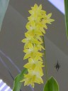 Dendrochilum pangasinanense, orchid species, small yellow flowers, Princess of Wales Conservatory, Kew Gardens, London, UK